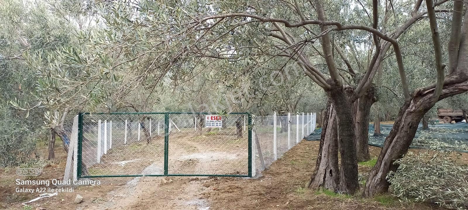 Kavuşturan Emlak'tan Havran Fora Zeytinci Mevkii Satılık Zeytinl - Görsel 32