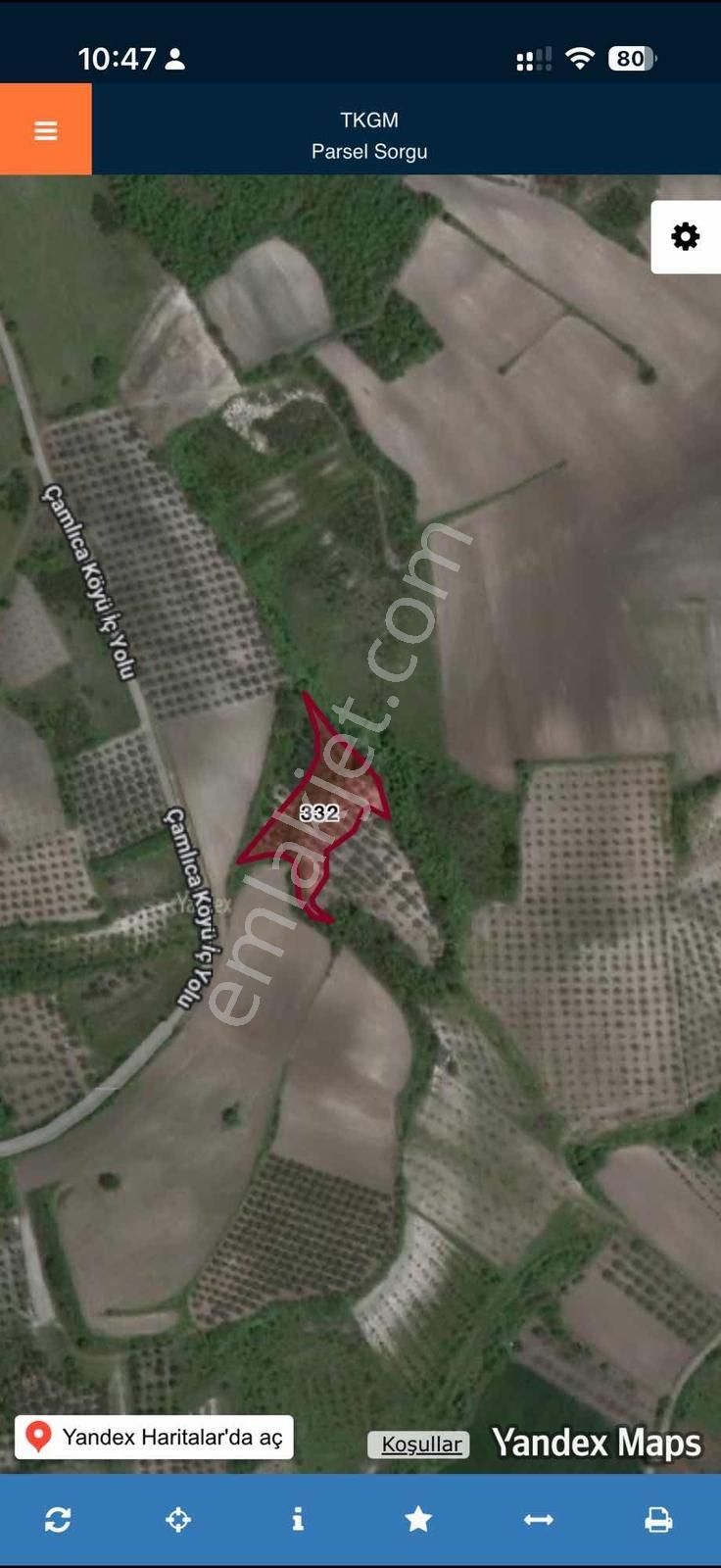 Karacabey Çamlıca Mahallesinde Satılık Zeytinlik - Görsel 4