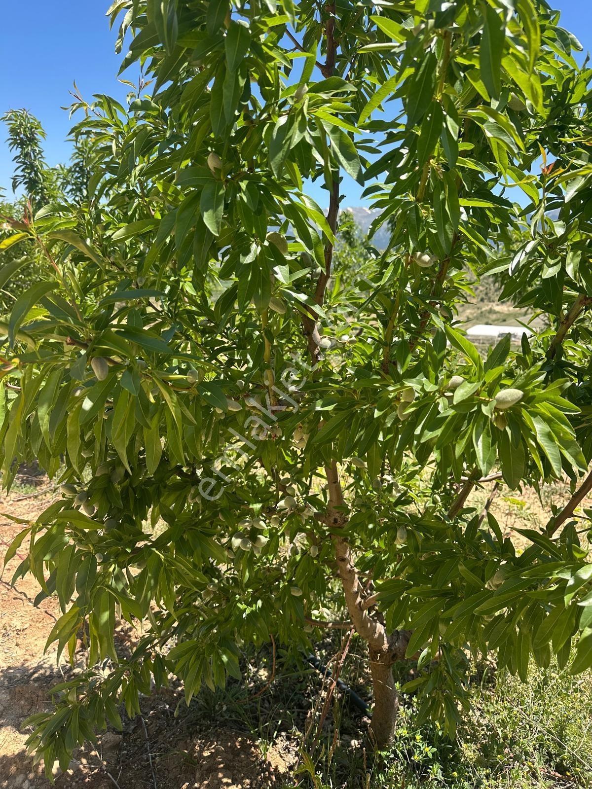 Elmalı Akcay Da Organik Badem Çiftlik - Görsel 9