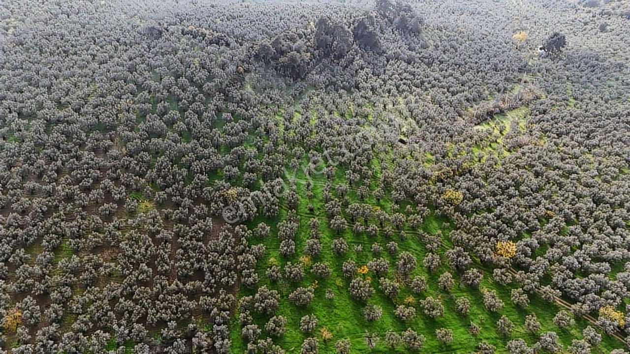 Turyap'tan;gemlik Umurbeyde,bakımlı,kadastro Yolu Olan Zeytinlik - Görsel 14