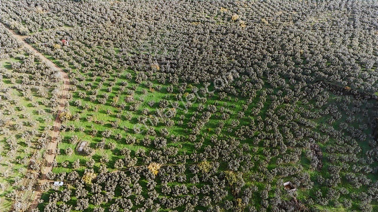 Turyap'tan;gemlik Umurbeyde,bakımlı,kadastro Yolu Olan Zeytinlik - Görsel 13
