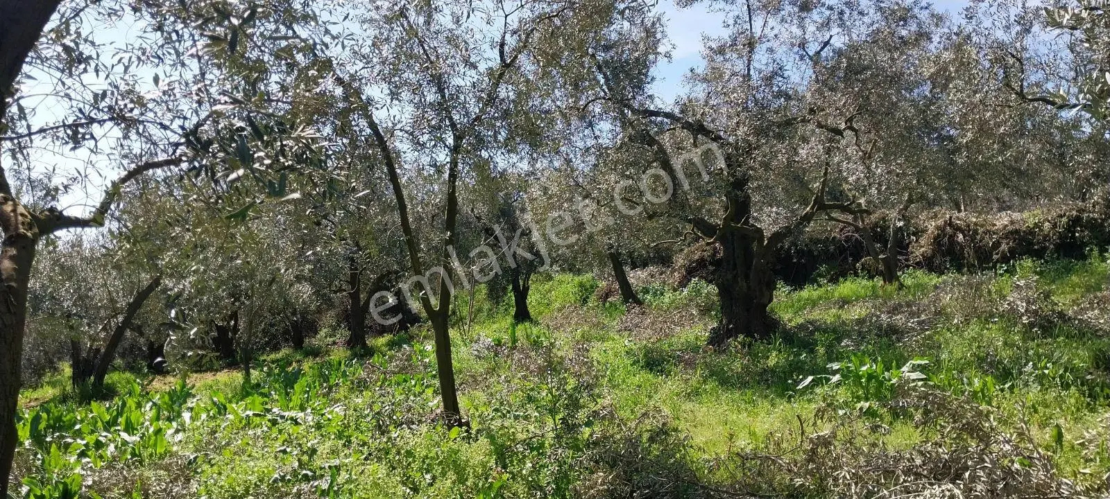 Turyap Mehmet Çevik Ten Orhangazi Çakırlı 1300m2 Zeytinlik - Görsel 3