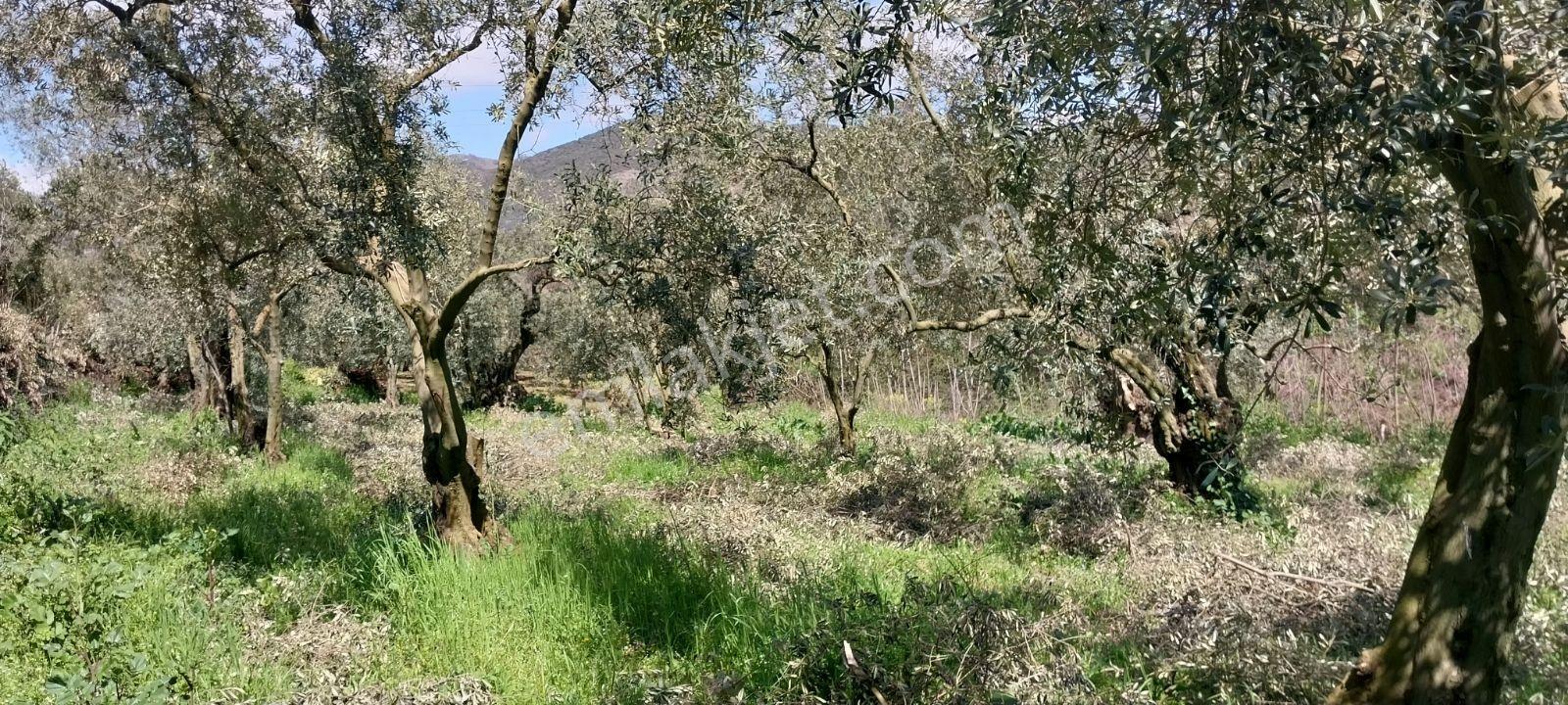 Turyap Mehmet Çevik Ten Orhangazi Çakırlı 1300m2 Zeytinlik - Görsel 10