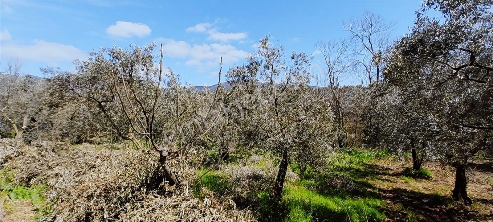 Turyap Mehmet Çevik Ten Orhangazi Çakırlı 1300m2 Zeytinlik - Görsel 9