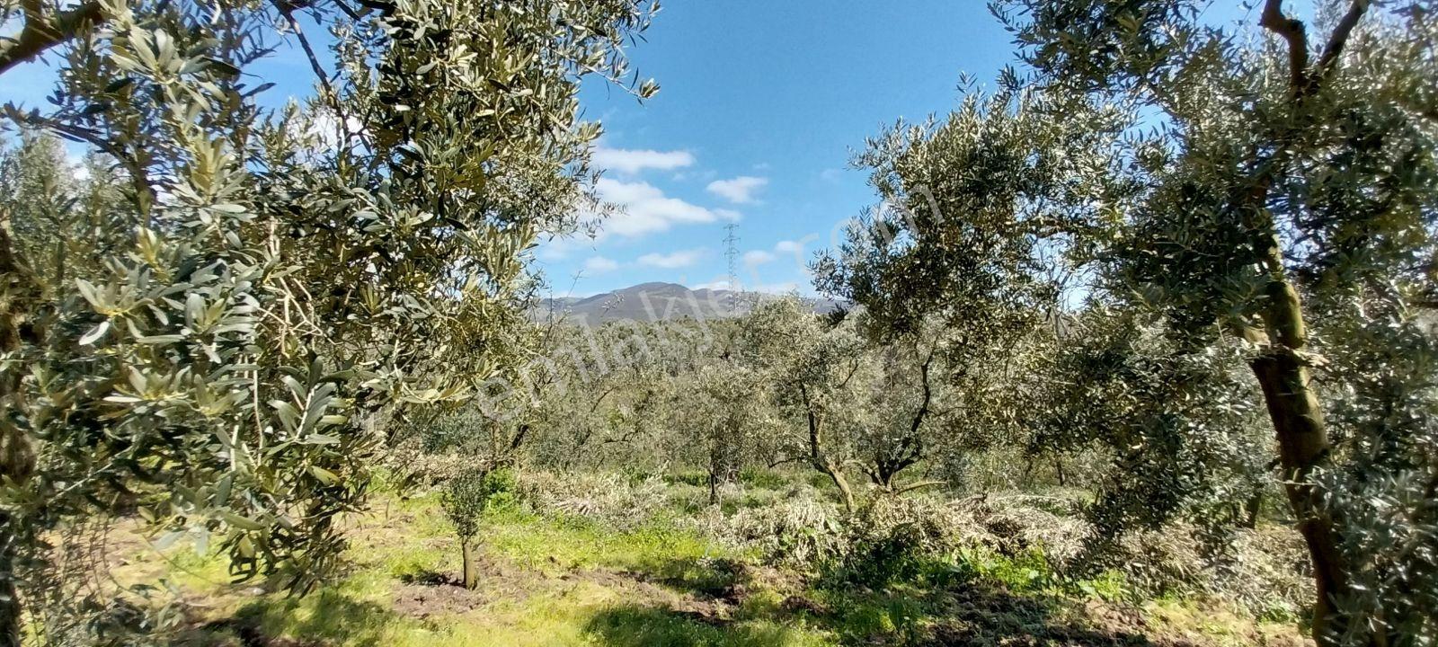 Turyap Mehmet Çevik Ten Orhangazi Çakırlı 1300m2 Zeytinlik - Görsel 15