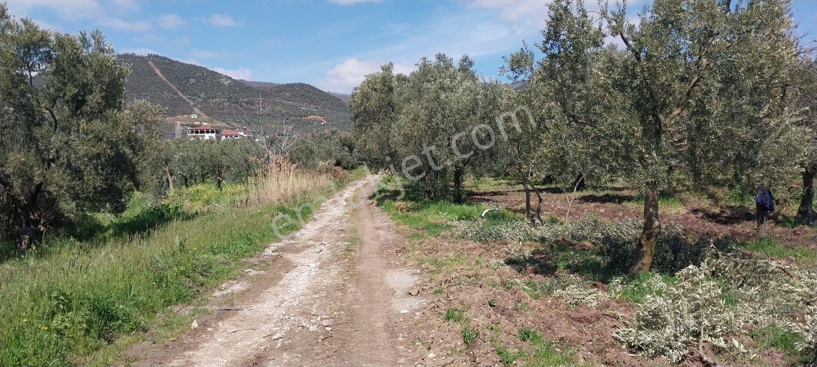 Turyap Mehmet Çevik Ten Orhangazi Çakırlı 1300m2 Zeytinlik - Görsel 19