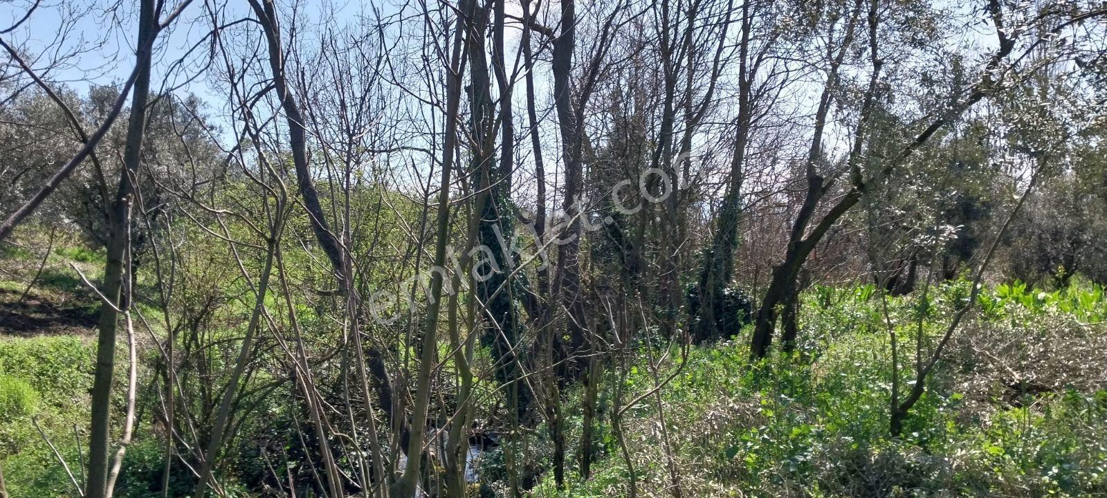 Turyap Mehmet Çevik Ten Orhangazi Çakırlı 1300m2 Zeytinlik - Görsel 7