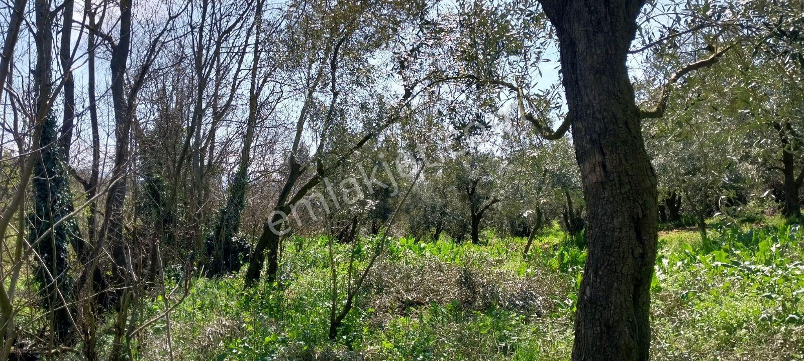 Turyap Mehmet Çevik Ten Orhangazi Çakırlı 1300m2 Zeytinlik - Görsel 14