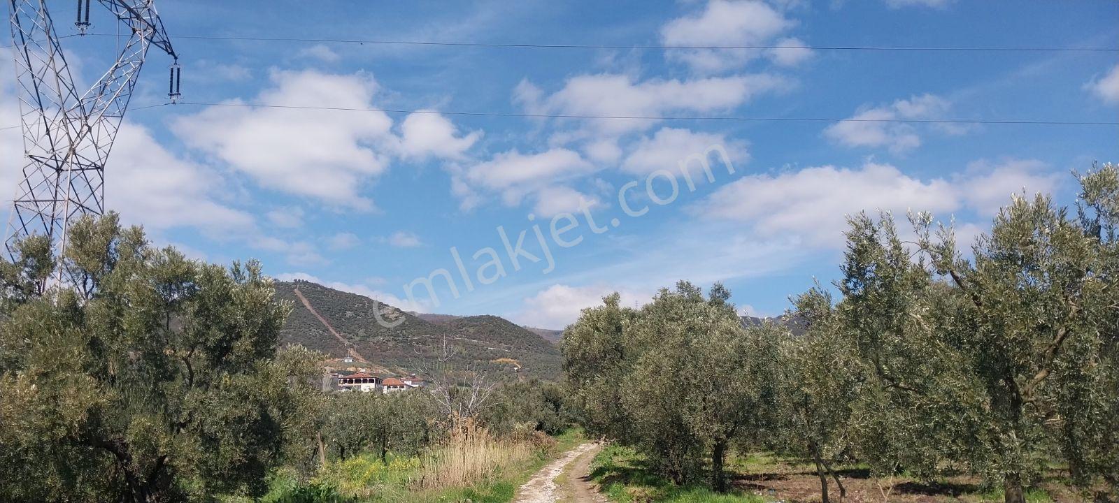 Turyap Mehmet Çevik Ten Orhangazi Çakırlı 1300m2 Zeytinlik - Görsel 11
