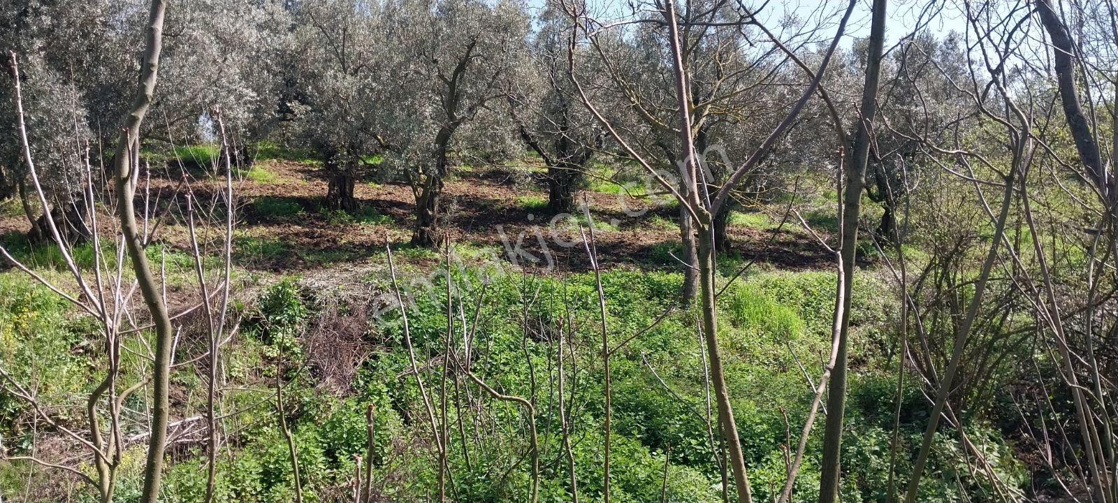 Turyap Mehmet Çevik Ten Orhangazi Çakırlı 1300m2 Zeytinlik
