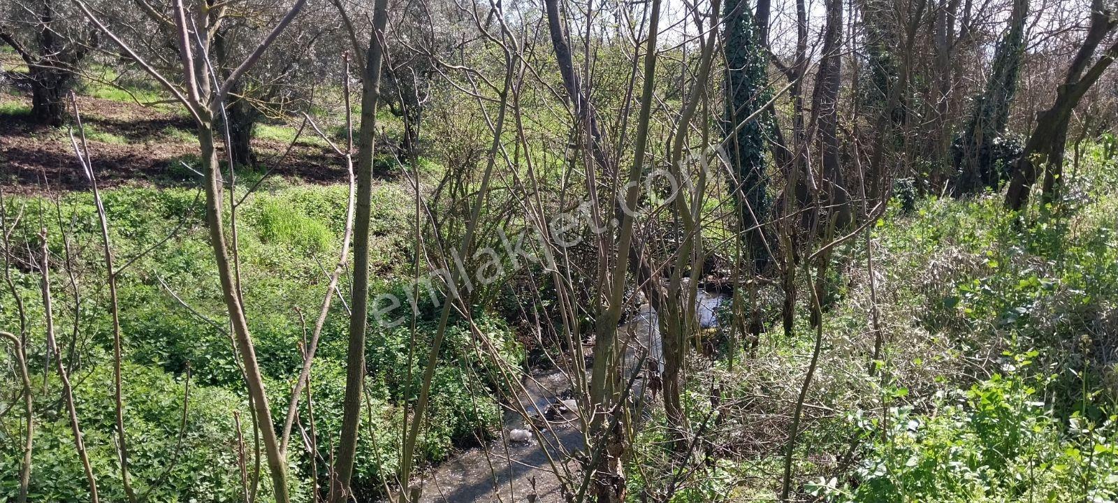 Turyap Mehmet Çevik Ten Orhangazi Çakırlı 1300m2 Zeytinlik - Görsel 12