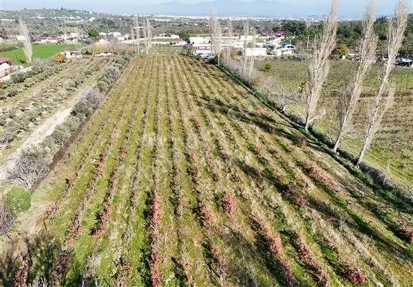 Menderes Turyap'tan Dereköy'de Satılık Tek Tapu 6847m² Bağ - Görsel 2