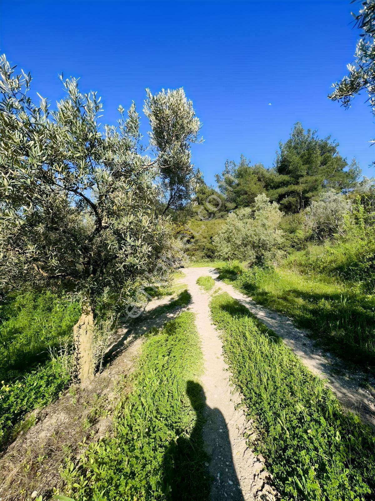 Mudanya'ya 10 Dk! Yola Cephe, Deniz Manzaralı Zeytinlik