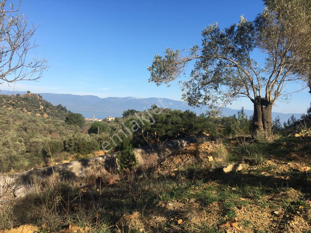 Satılık Zeytinlik - Görsel 33