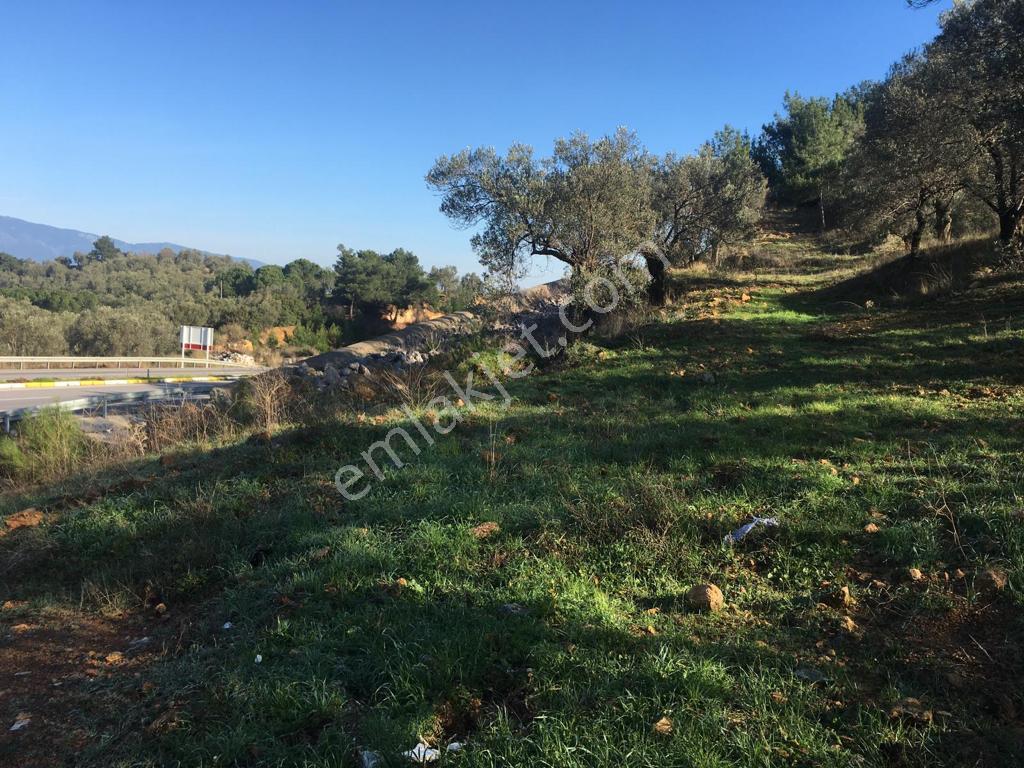 Satılık Zeytinlik - Görsel 24