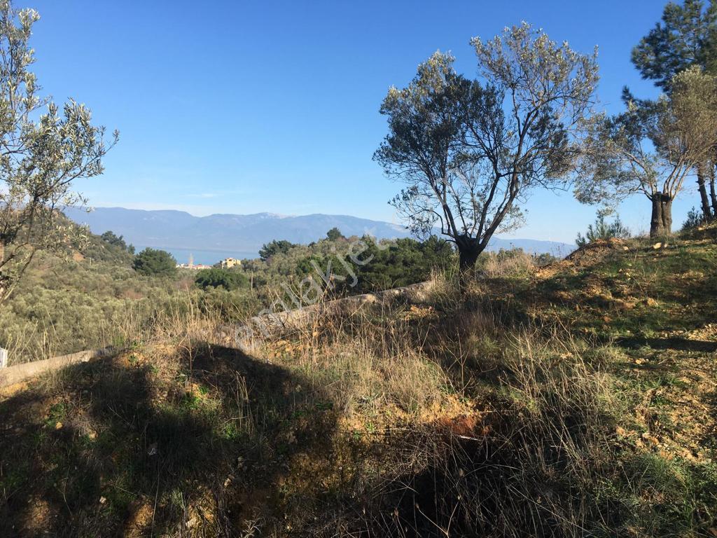 Satılık Zeytinlik - Görsel 31