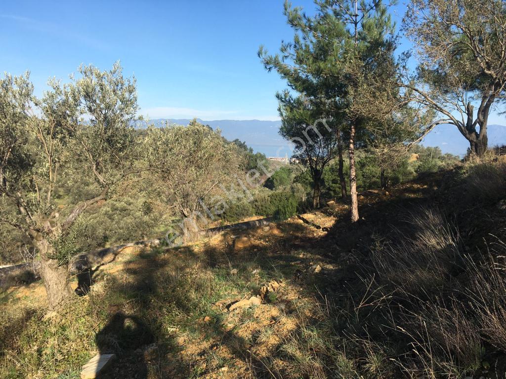 Satılık Zeytinlik - Görsel 34