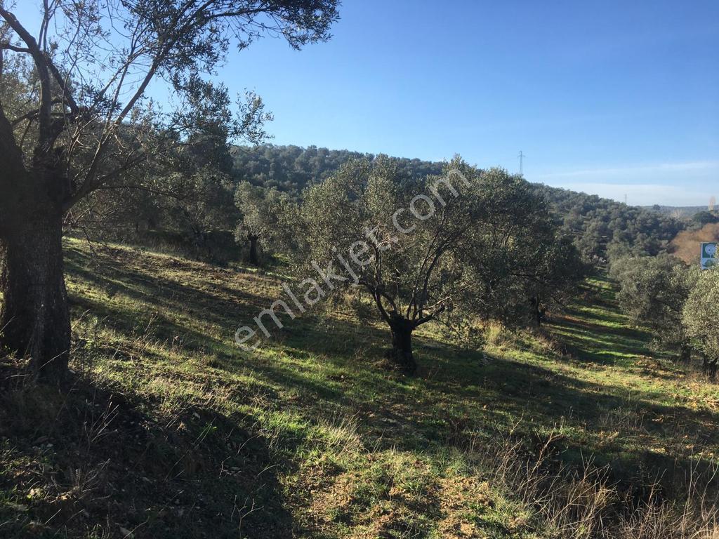 Satılık Zeytinlik - Görsel 32