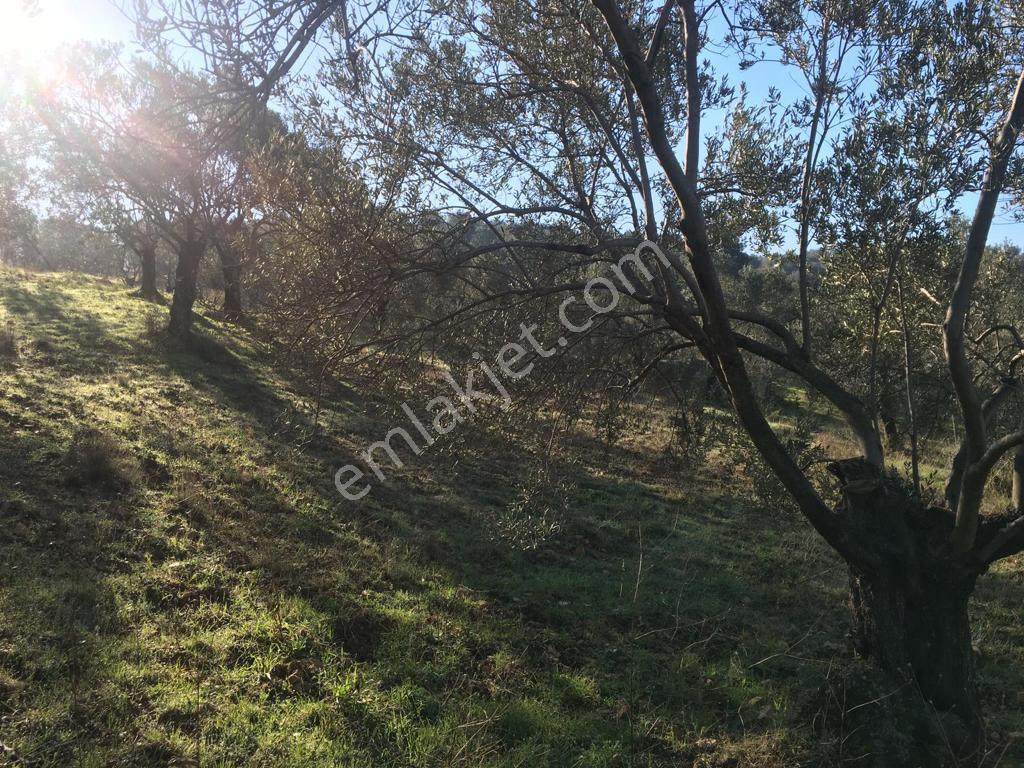 Satılık Zeytinlik - Görsel 28