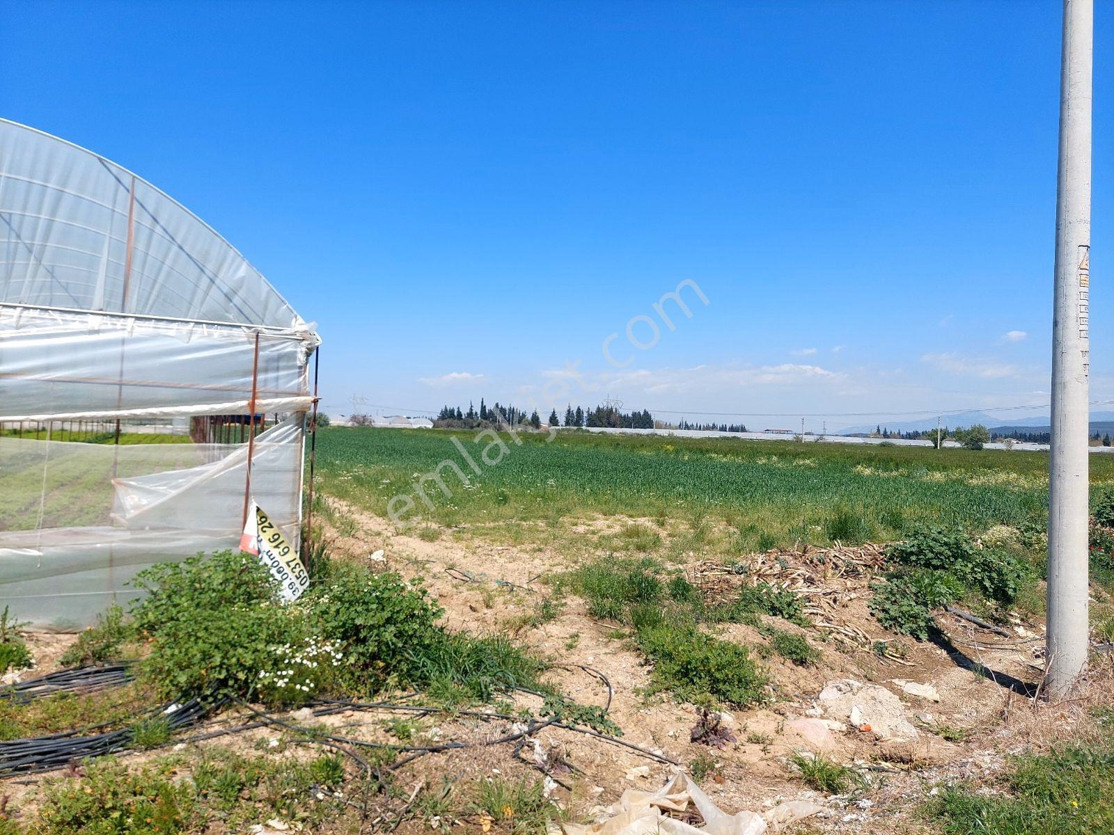 Menderes Develide Satılık Çiflik - Görsel 12