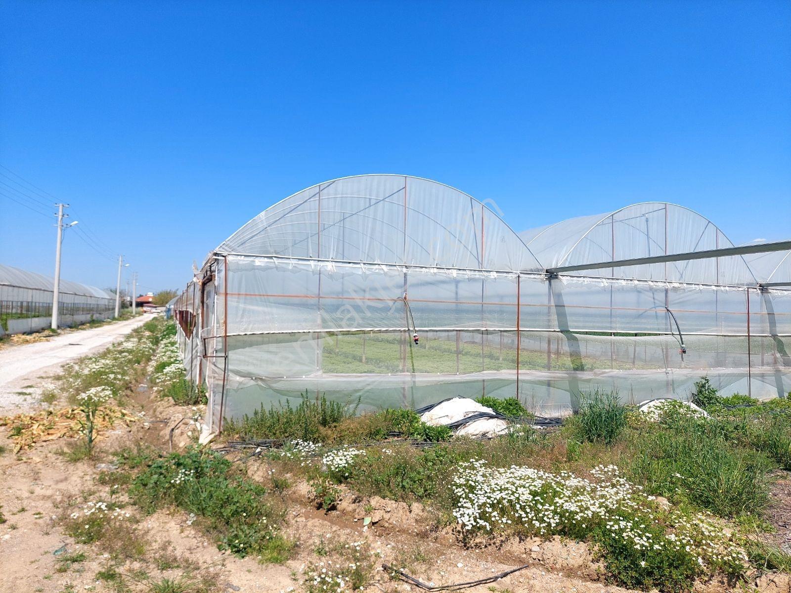 Menderes Develide Satılık Çiflik - Görsel 5