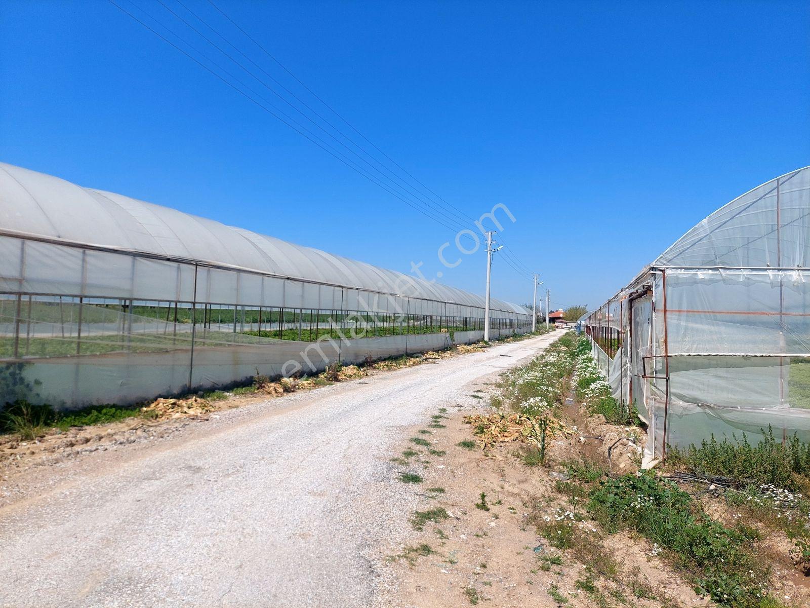 Menderes Develide Satılık Çiflik - Görsel 4