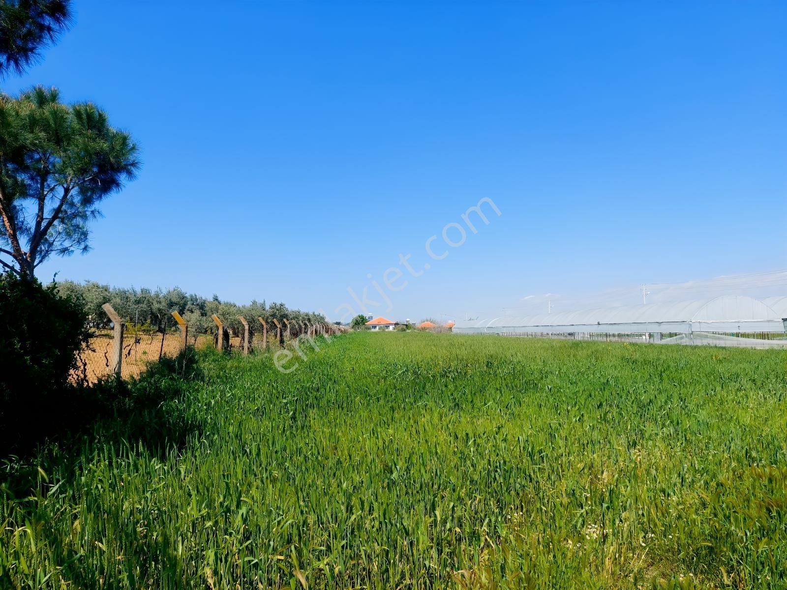 Menderes Develide Satılık Çiflik - Görsel 2