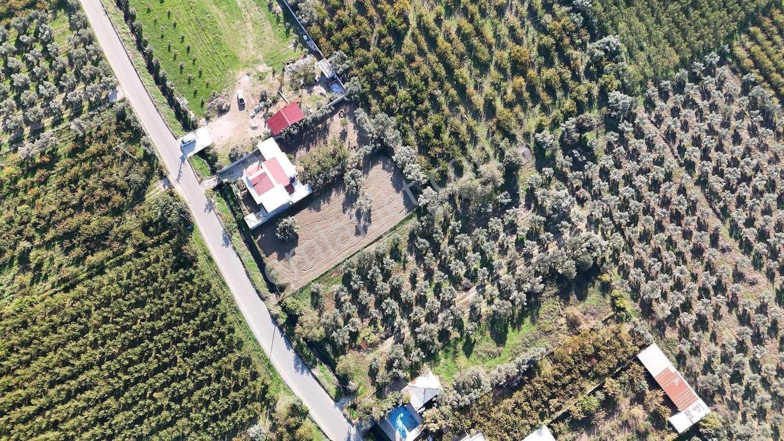 Kemalpaşa Ören 75.yıl Cumhuriyet'te Ana Yola Cephe 1.210 M2 Bağ
