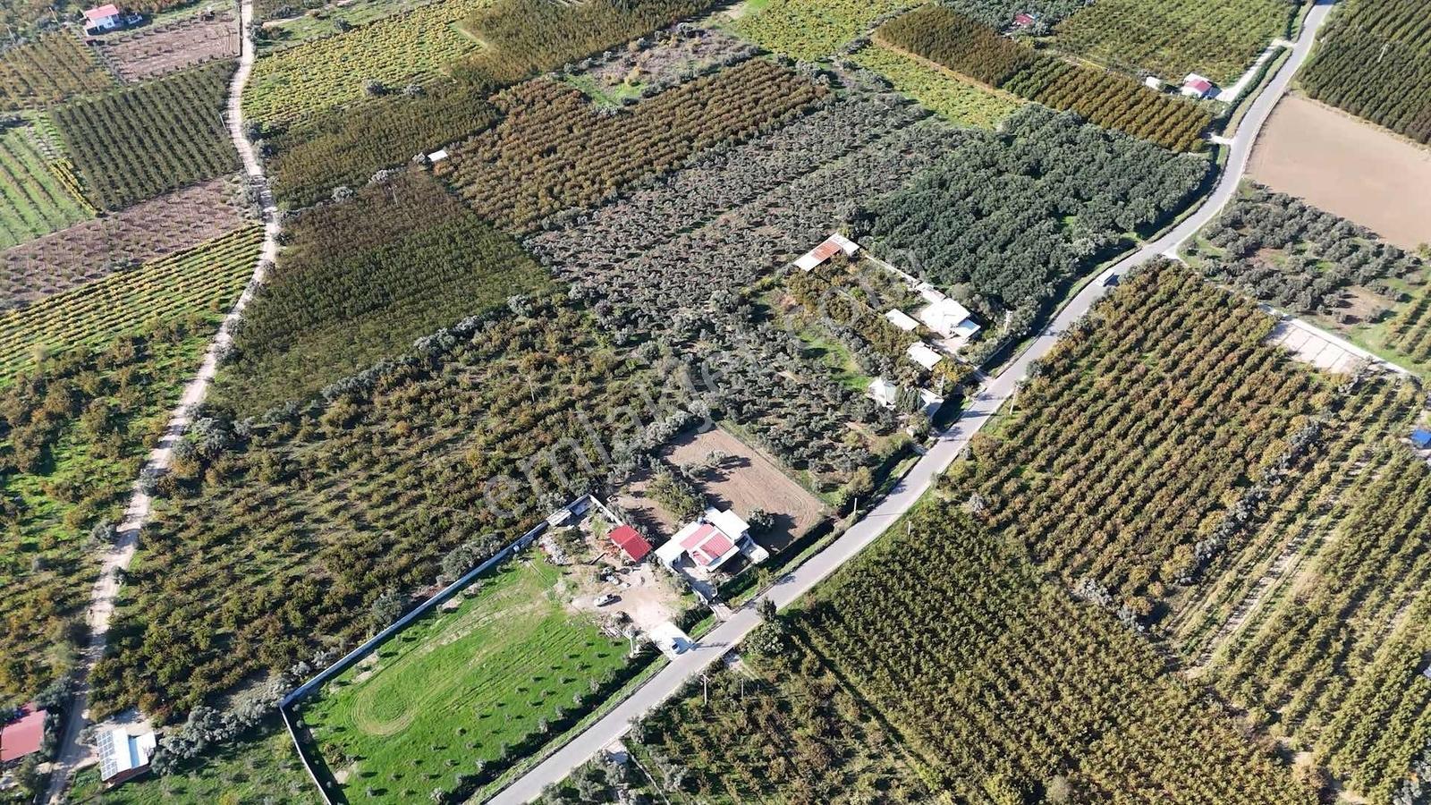 Kemalpaşa Ören 75.yıl Cumhuriyet'te Ana Yola Cephe 1.210 M2 Bağ - Görsel 6