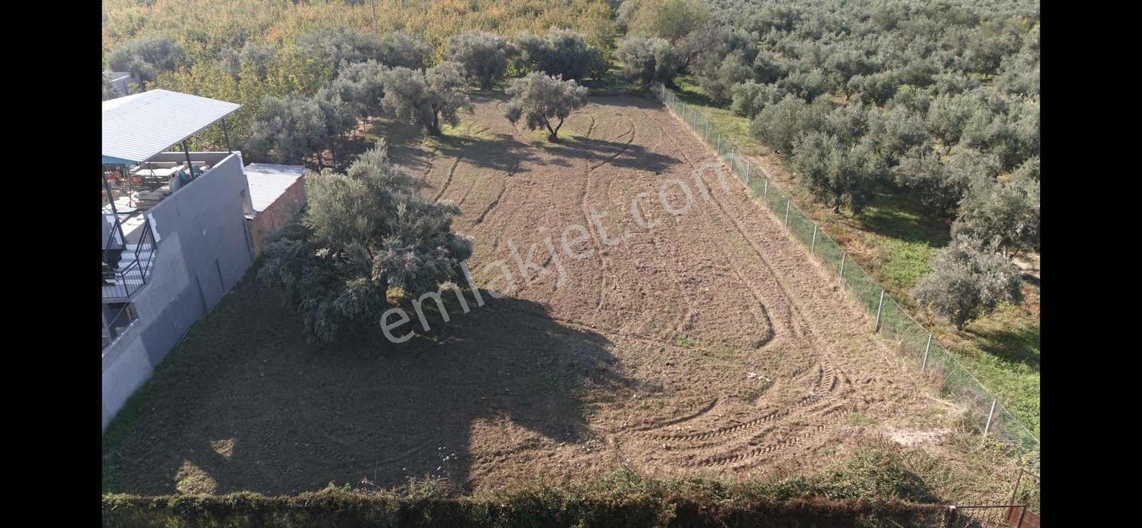Kemalpaşa Ören 75.yıl Cumhuriyet'te Ana Yola Cephe 1.210 M2 Bağ - Görsel 5