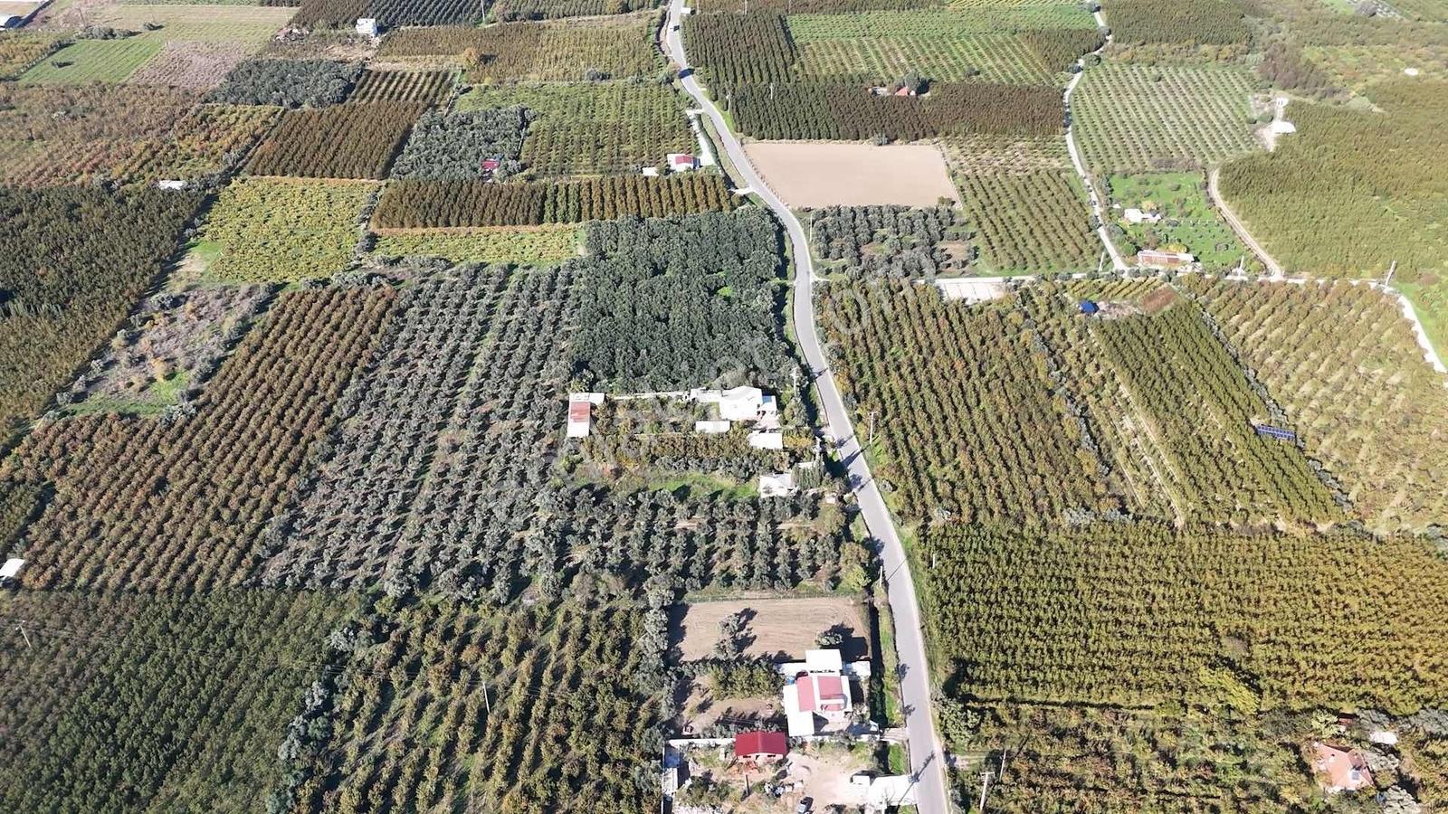 Kemalpaşa Ören 75.yıl Cumhuriyet'te Ana Yola Cephe 1.210 M2 Bağ - Görsel 3