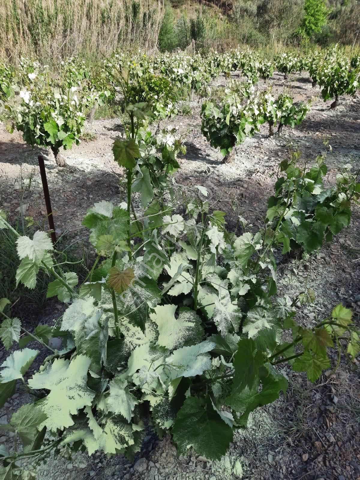 Güzelbahçe Payamlı'da Satılık Dere Kenarında Bağ - Görsel 7