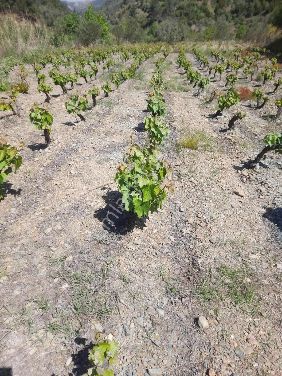 Güzelbahçe Payamlı'da Satılık Dere Kenarında Bağ - Görsel 18