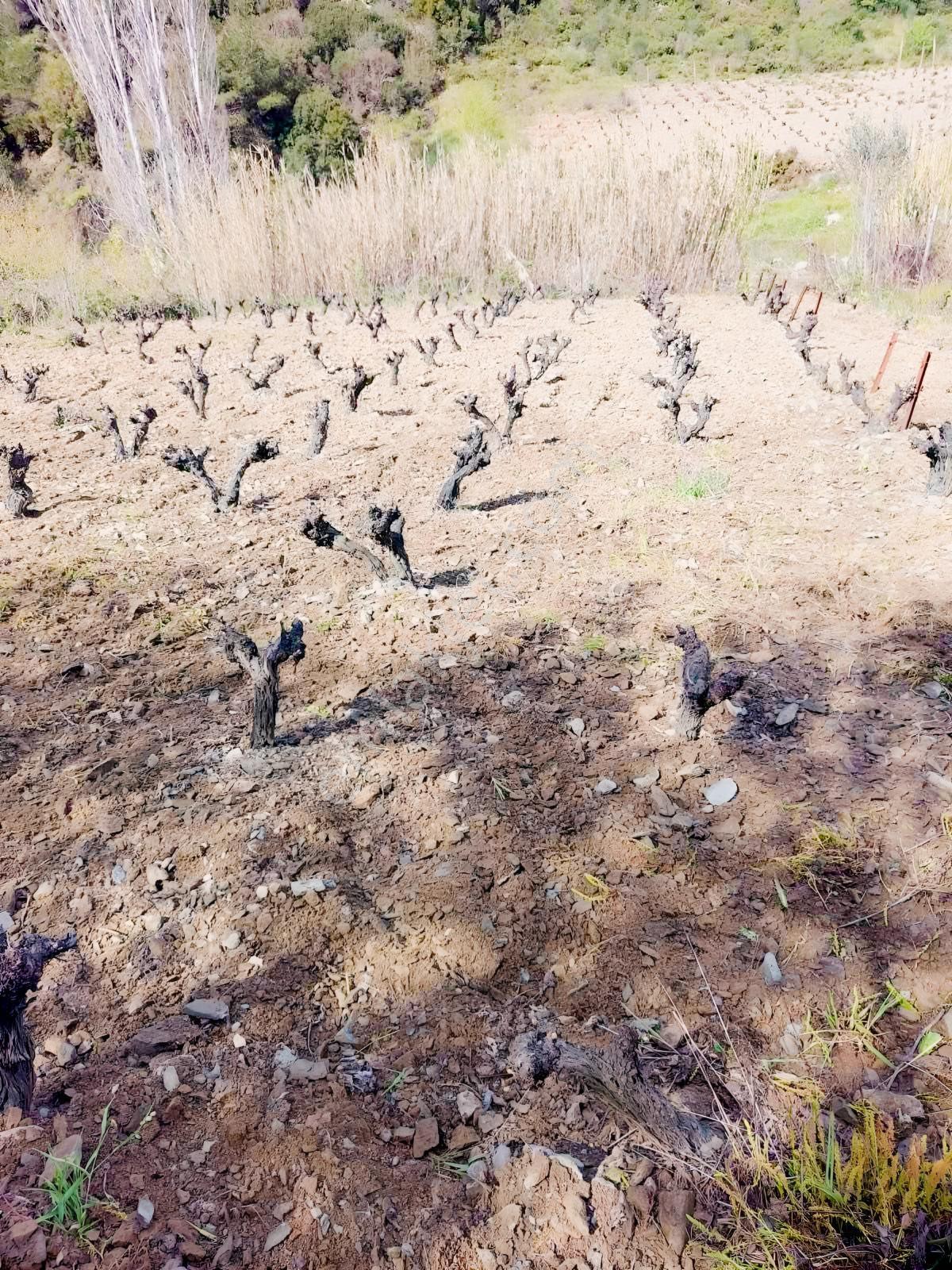 Güzelbahçe Payamlı'da Satılık Dere Kenarında Bağ - Görsel 11