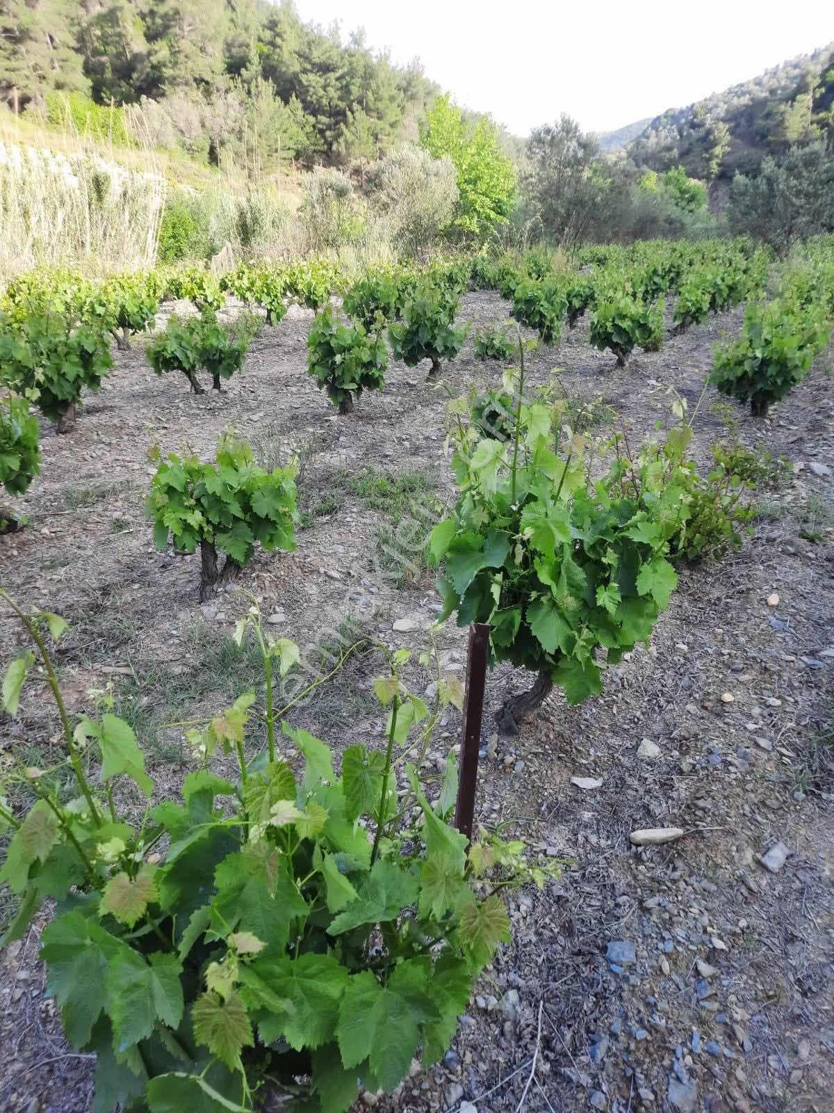 Güzelbahçe Payamlı'da Satılık Dere Kenarında Bağ - Görsel 8