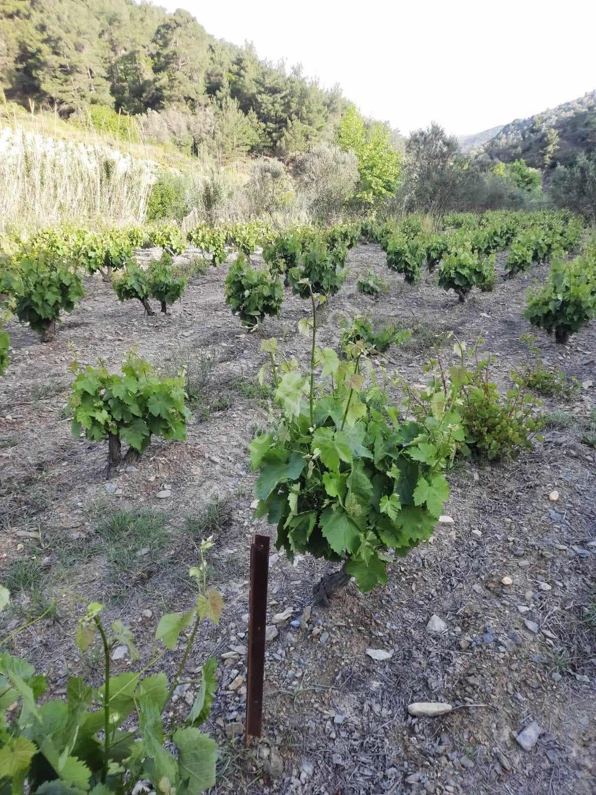 Güzelbahçe Payamlı'da Satılık Dere Kenarında Bağ - Görsel 14