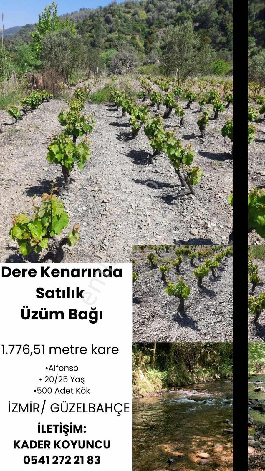 Güzelbahçe Payamlı'da Satılık Dere Kenarında Bağ - Görsel 20