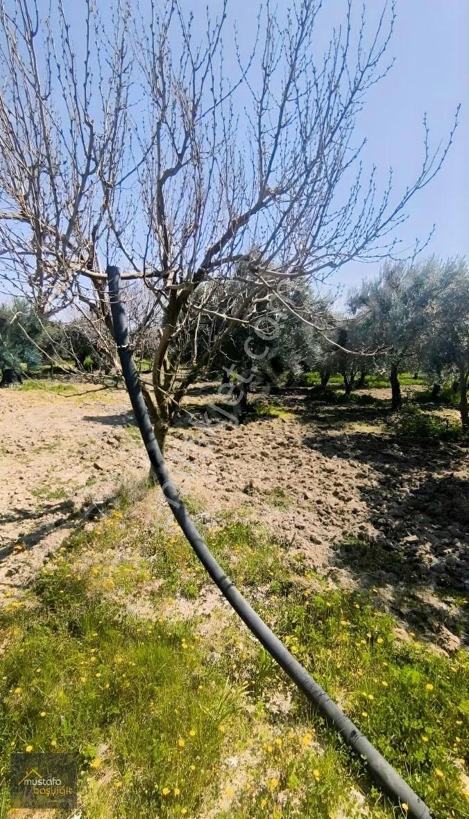 Mustafa Başyiğit Emlak'tan Eroğlu Köyünde 15 Dönüm Zeytinlik - Görsel 8