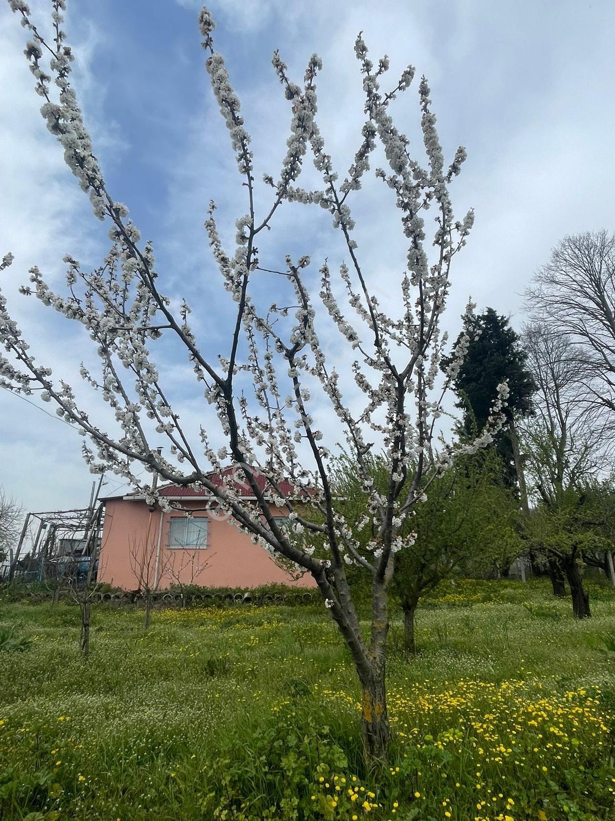 Karaahmetli'de Bu Fırsat Kaçmaz 793m2 Asfalta Cephe İmarlı Arsa! - Görsel 12