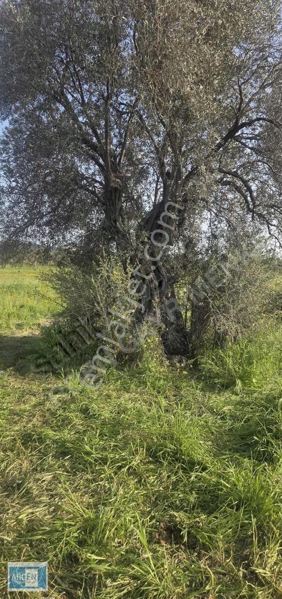 Urla Sıra Mah.'de Satılık 303m² İmarlı Kooperatif Hissesi - Görsel 5