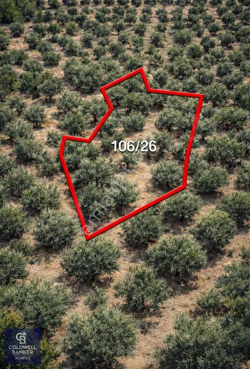 Asosta Deniz Manzaralı Satılık Zeytinlik