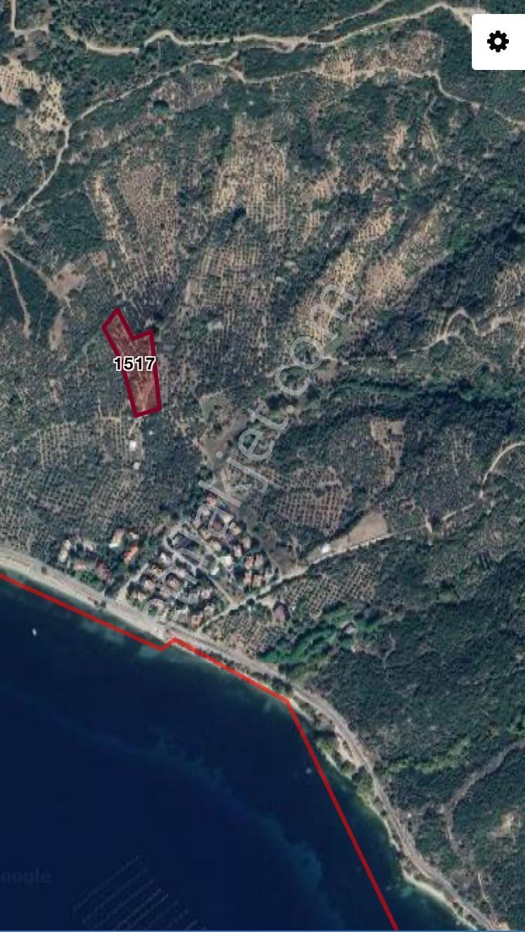 Erdek Narlı Da Satılık Zeytinlik - Görsel 5