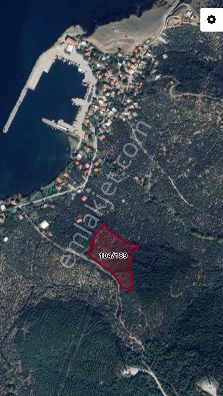 Erdek İlhanlar Da Deniz Manzaralı Satılık Zeytinlik - Görsel 4
