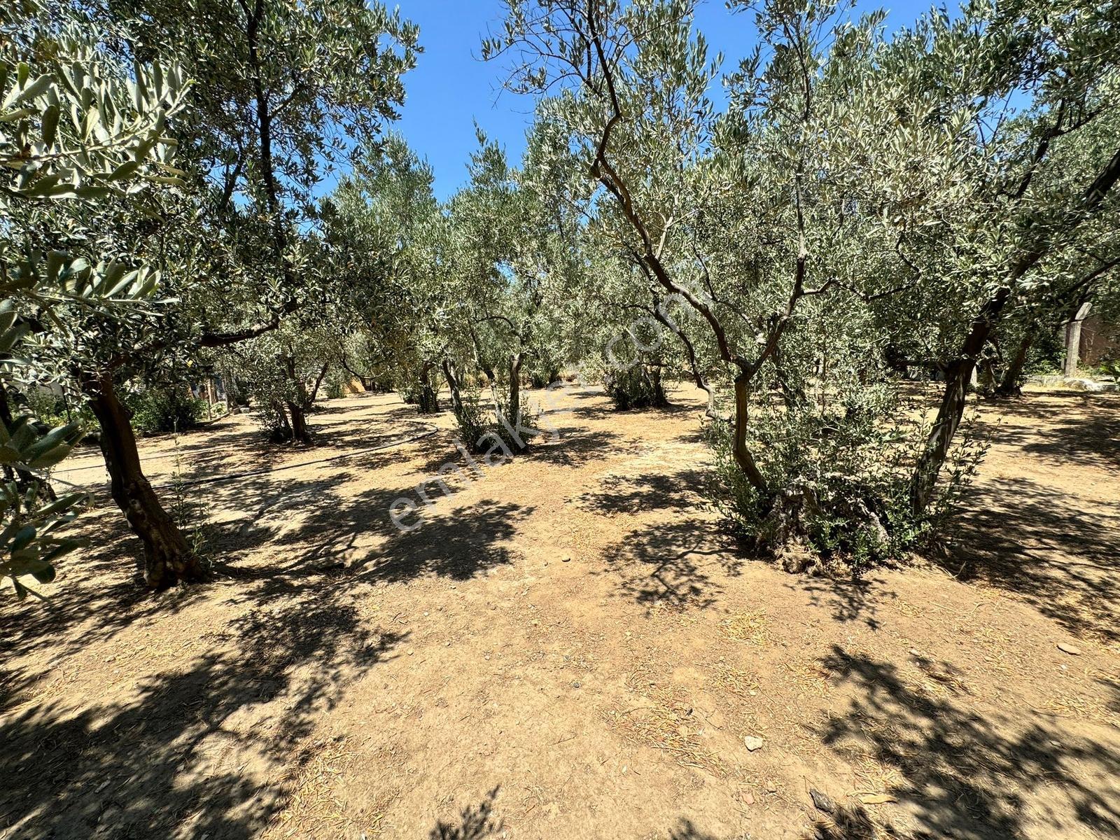 Erdek Ocaklar Da Zeytinlik İçin De Satılık Müstakil Ev - Görsel 18