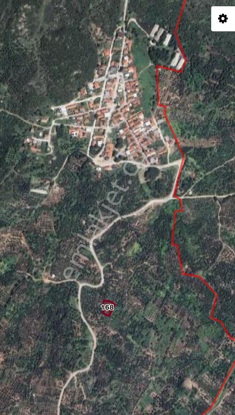 Erdek Belkıs Ta Satılık Zeytinlik - Görsel 8
