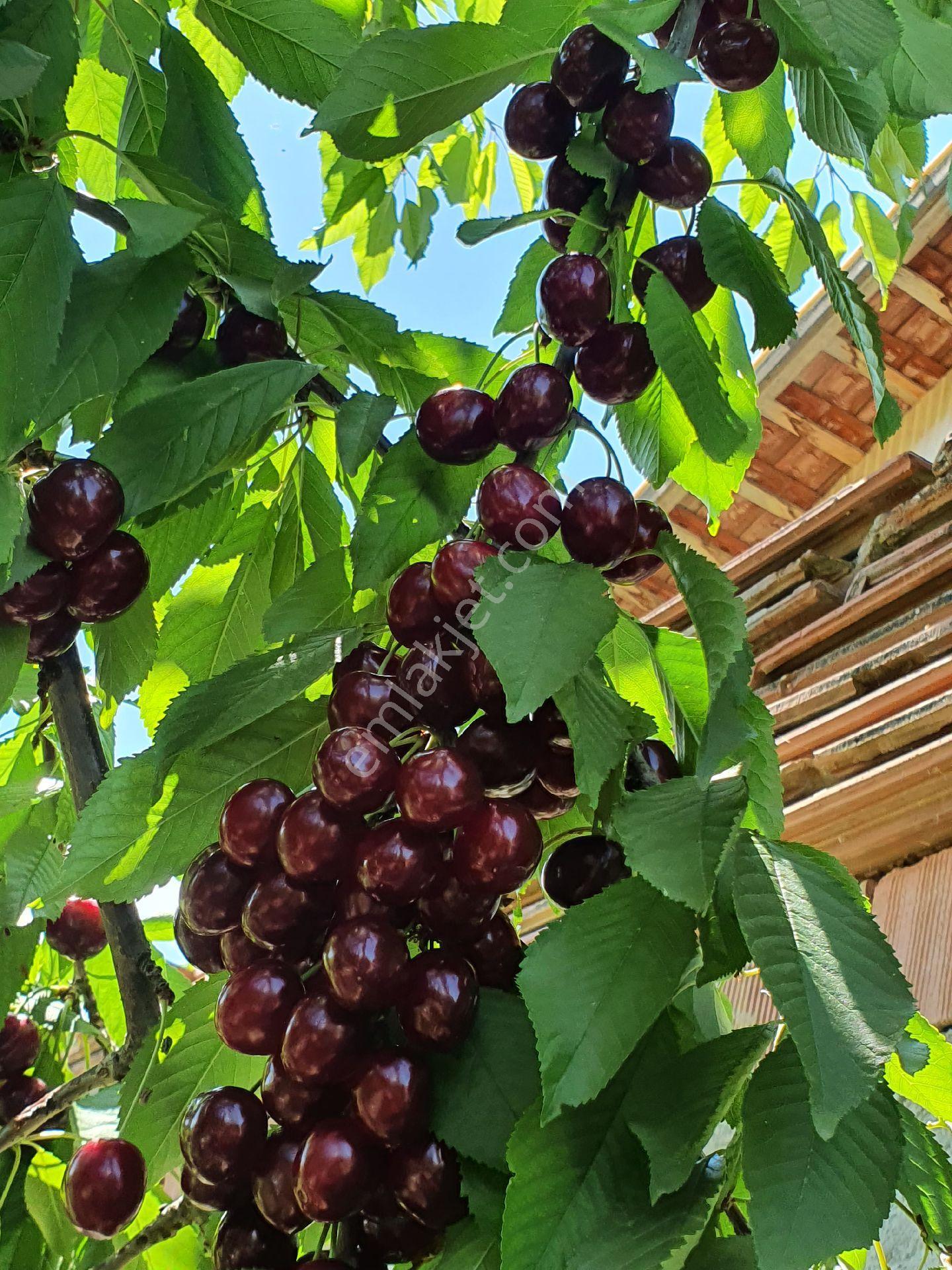 Asfalt Cepheli Meyve Bahçesi + Ev +(ek Arazi Fırsatıyla!) - Görsel 15
