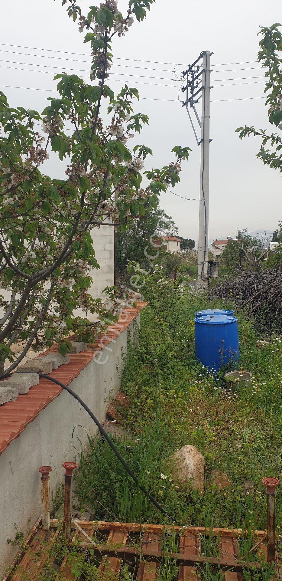 Manısa Şehzadeler Sancaklı Bozköy Mahallesinde Satılık Kırazlık Kayısılık Ve Müstakil Ev Satılık - Görsel 5