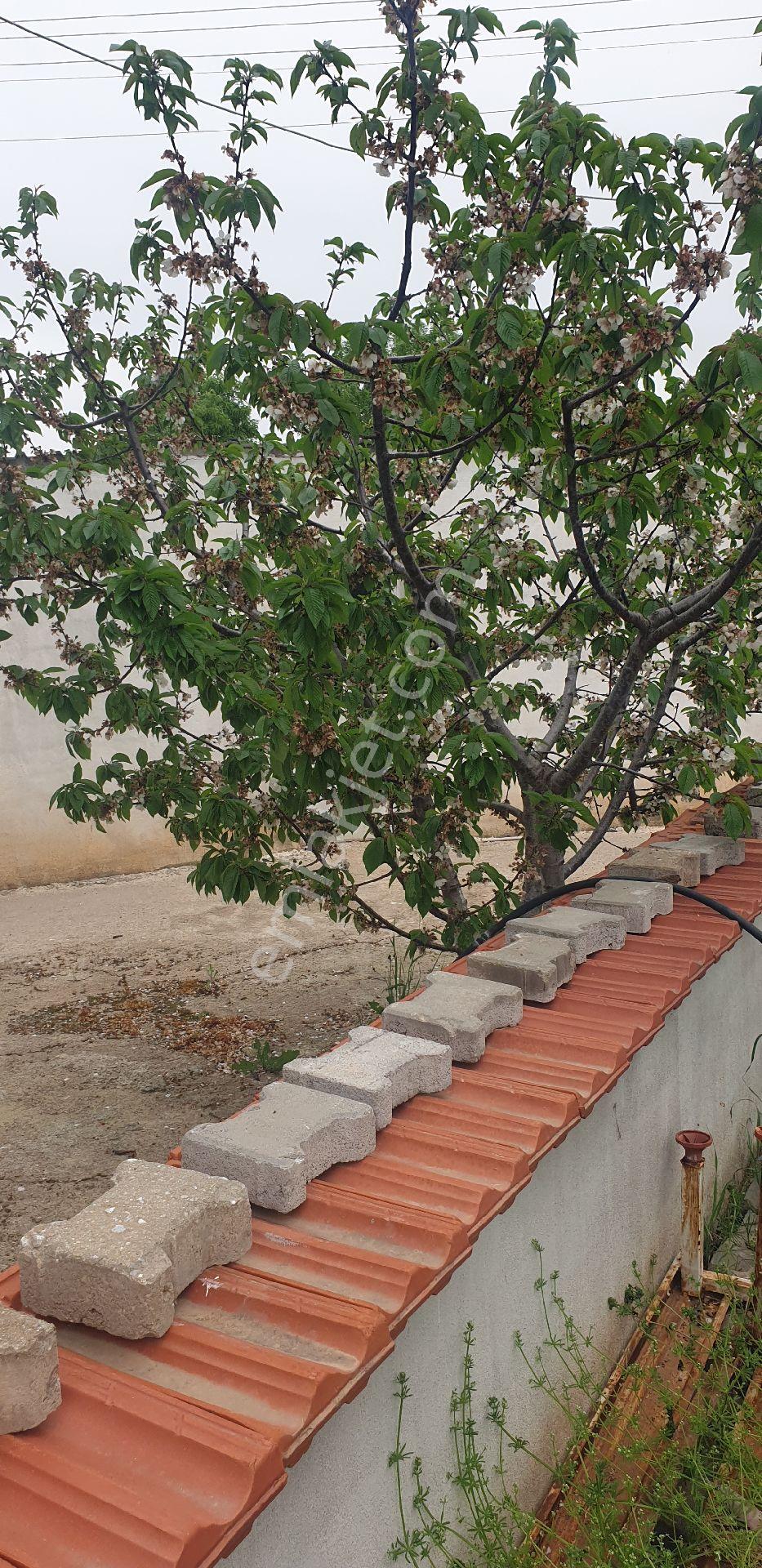 Manısa Şehzadeler Sancaklı Bozköy Mahallesinde Satılık Kırazlık Kayısılık Ve Müstakil Ev Satılık - Görsel 7