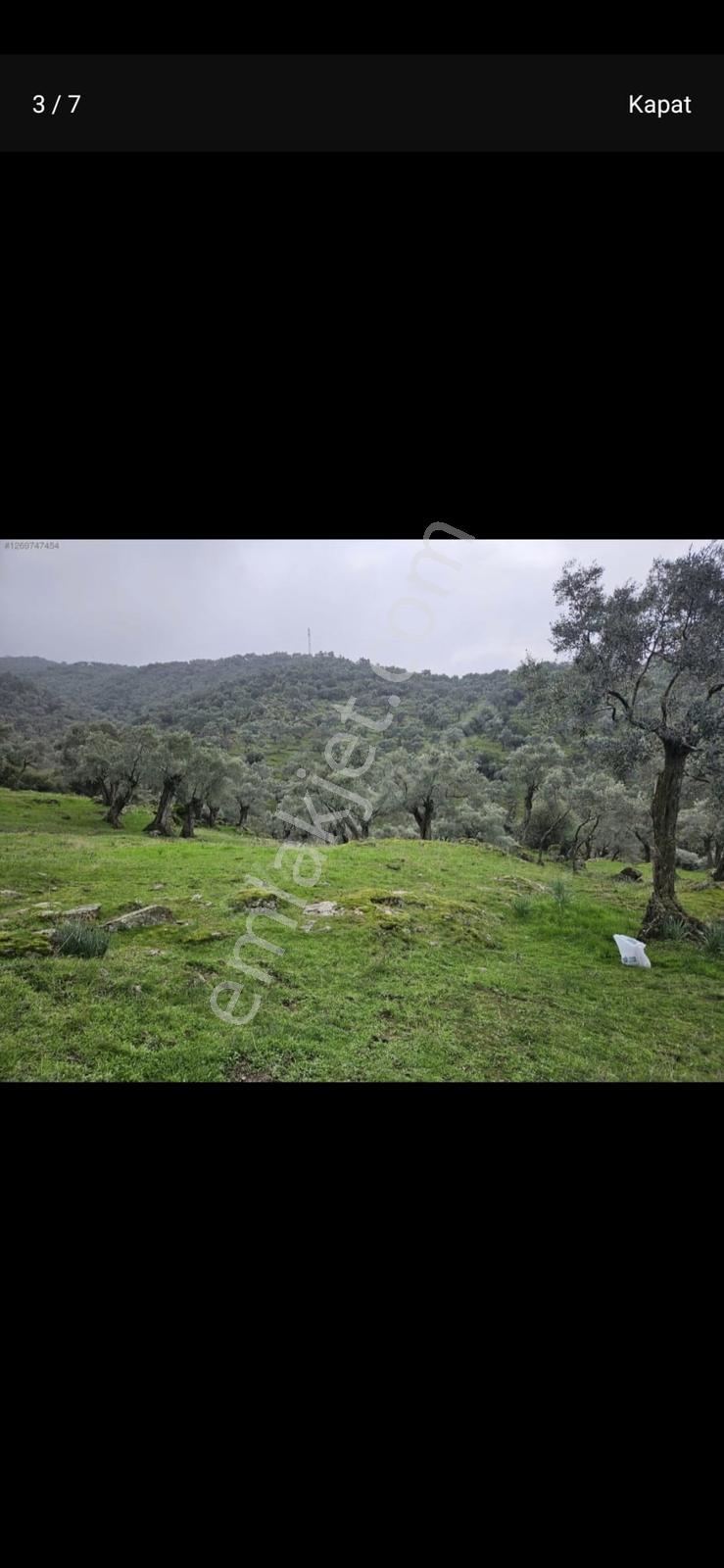 Vatan'da Aydın Çinede Tek Tapu 11 Ağaçlı Zeytin Uygun Fiyat Acil - Görsel 6