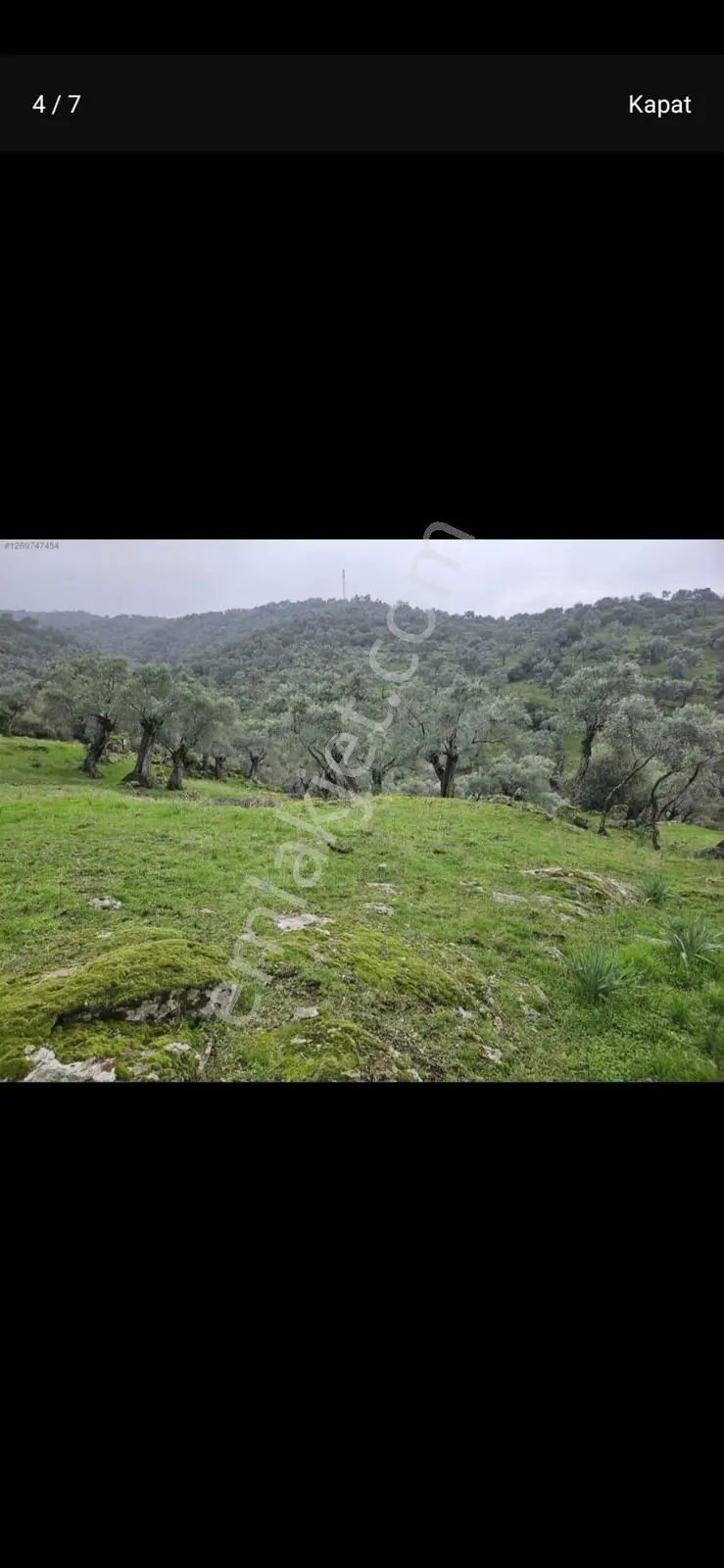 Vatan'da Aydın Çinede Tek Tapu 11 Ağaçlı Zeytin Uygun Fiyat Acil